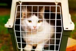 Derechos y obligaciones legales al viajar con tu mascota Un gato mira a la cámara desde el interior de su transportín