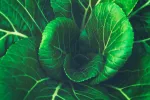Beneficios de la dieta vegetariana Beneficios de la dieta vegetariana