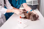 Diagnóstico de la anemia en el gato y enfermedades asociadas Veterinario diagnostica anemia a un gato