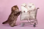 Consejos para la compra de un gato persa Consejos para comprar un gato persa