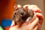 Causas de la infección por Hantavirus Persona en contacto con un ratón