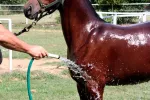 Alimentación e higiene del caballo árabe Aseando al caballo árabe con una manguera