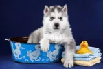Alimentación e higiene del husky siberiano Cachorro de husky en una palangana junto a toallas y juguetes para el baño