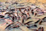 ¿Comer panga puede tener efectos adversos sobre la salud? Panga en río contaminado