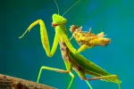 Alimentación e higiene de la mantis religiosa Mantis religiosa alimentándose de un saltamontes