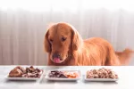 Alimentos indicados en la dieta del perro anciano Perro anciano mirando los alimentos
