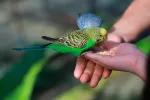 Alimentación e higiene del periquito australiano Alimentación del periquito australiano