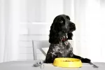 Mi perro no come (anorexia), o come mucho (polifagia) Perro comiendo mucho