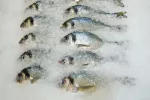 Prevención de la anisakiasis: pescado congelado Pescados conservados en hielo para su venta