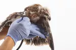 Primeros auxilios para pájaros heridos Un veterinario examina a una rapaz