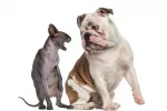 Un gato hace una mueca de enfado a un bulldog