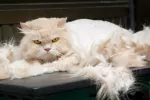 Consejos para prevenir problemas de pelaje en el gato Gato persa con problema de caída de pelo
