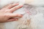 Lesiones dermatológicas en perros: síntomas y diagnóstico Síntomas de lesiones dermatológicas en perros