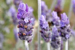 Propiedades y aplicaciones de la lavanda Hojas de lavanda
