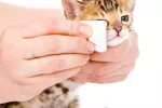 Quemaduras y electrocuciones en gatos Cómo actuar ante una quemadura en un gato