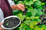 Remedios naturales para reducir la hinchazón de piernas en los mayores Persona mayor recogiendo grosellas negras para comer