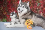 Una perra husky junto a su cachorro