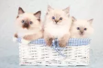 Cachorros de gato ragdoll