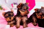 Salud y reproducción del Yorkshire terrier Cachorros de Yorkshire terrier
