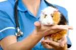 Salud de la cobaya en el veterinario Salud y reproducción de la cobaya