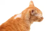 Bolas de pelo en os gatos Factores de riesgo y consecuencias de las bolas de pelo en gatos