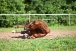 Caballo tumbado