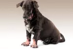 Perro con sarna en las patas