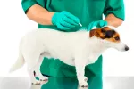 Tratamiento de la infestación por pulgas en el perro