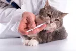 Tratamiento de la anemia del gato y cómo prevenirla Gato recibiendo tratamiento contra la anemia
