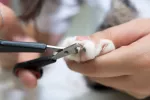 Cortar las uñas al gato: cuándo, dónde y cómo Cortar las uñas al gato
