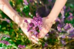 Usos de la salvia en la cocina, aromaterapia y cosmética Usos de la salvia