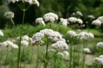 Usos médicos de la valeriana Flor de la valeriana