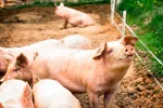 Causas de la infección por el virus Nipah Cerdos en una granja