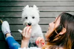 Alimentación e higiene del westie Alimentación e higiene del westie