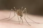 Modifican mosquitos para que no transmitan la malaria Mosquito transmisor de la malaria