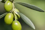 Aceite de oliva virgen extra contra cáncer de mama Olivas para hacer aceite contra el cáncer de mama