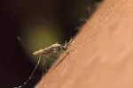 Virus chikungunya Mosquito picando el brazo de una persona