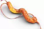Campylobacter Campylobacter, bacteria al microscopio