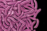 Las cepas de tuberculosis multirresistente aumentan Cepas de tuberculosis