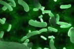 Un brote de 'E. coli' enciende la alerta sanitaria en Alemania E.coli visto al microscopio