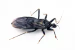 Dos nuevos fármacos para tratar el Chagas Dos nuevos fármacos para tratar el Chagas