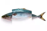 Cabeza, cuerpo y cola del pescado Las partes del pescado
