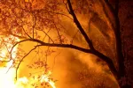 Árbol ardiendo