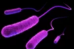 Alerta en México ante el riesgo de que se produzca un brote de cólera Bacteria del Cólera vista en el microscopio