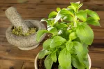 Planta de stevia Planta de stevia y stevia seca