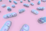 Condrocitos y artrosis Implantar condrocitos puede retrasar la artrosis