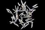 Qué son las trematodiasis Grupo de trematodos