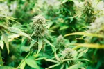 Uruguay legaliza la marihuana Uruguay legaliza la venta y consumo de marihuana