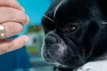 Acupuntura veterinaria, ¿es eficaz en nuestras mascotas? Perro recibiendo acupuntura