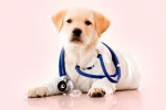 Adiestrar perros para detectar enfermedades metabólicas y cáncer Adiestrar perros para detectar enfermedades metabólicas y cáncer